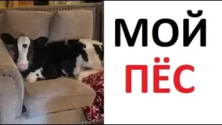 Лютые приколы. Почему моя собака мычит и дает молоко?