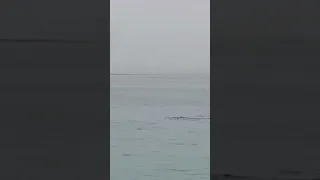 brutal ataque de tiburón en plena playa