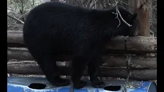 FIRST TIME HUNTER BAGS 305lbs MANITOBA BLACK BEAR WITH SHOTGUN AT 15 YARDS!