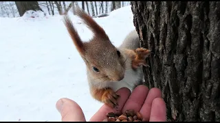 Очень голодная белка / A very hungry squirrel