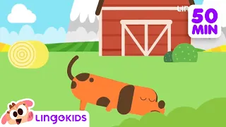 BINGO THE DOG 🐶 More Popular Songs for Kids | Lingokids