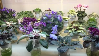 How I Wick Water My African Violets