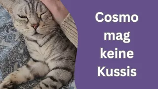 Diese Katze ist permanent am quatschen