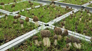 Timelapse Video: Controlled Indoor Cultivation of Morel Mushrooms All-year-round