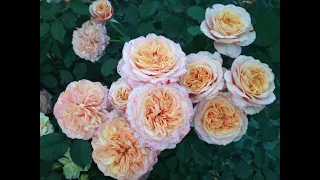 цветение роз 2021 новинки моего сада.