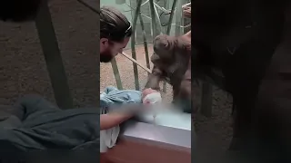 this orangutan love human baby 😳