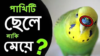 বাজ্রিগার যেকোনো পাখি মেল-ফিমেল চিনার উপায় 🐦 How To Budgie Male or Female Identify 💥Birds help Care