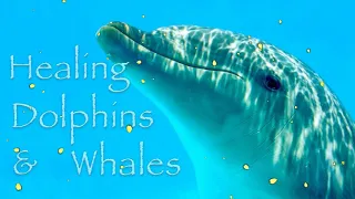 Deep Meditation Music -  Healing Whale and Dolphin sounds for Harmony Inner Peace