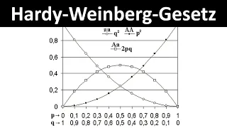 Hardy-Weinberg-Gesetz / Gleichgewicht [Berechnung von Allelfrequenzen und Genotypfrequenzen]