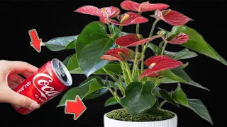 1 Can of Coca-Cola Makes The Entire Anthurium Garden Bloom Miraculously