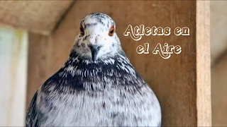 ATLETAS EN EL AIRE (2015) | UN DOCUMENTAL SOBRE LAS PALOMAS MENSAJERAS (W/ ENGLISH SUBTITLES)