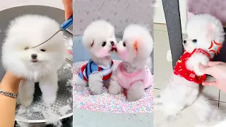 Funny and Cute Dog Pomeranian 😍🐶| Funny Puppy Videos #231