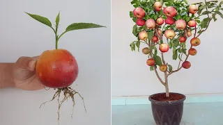 How to grow Apple tree from apple fruit for beginners