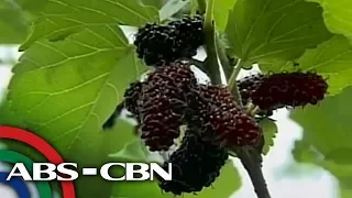 Bandila: Mulberry picking, patok sa Pampanga