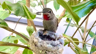 Anna’s Hummingbird Christina Feeding Her 6 Days Old Hatchling