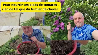 Pour nourrir ses pieds tomates Rien de tel que le fumier de cheval !