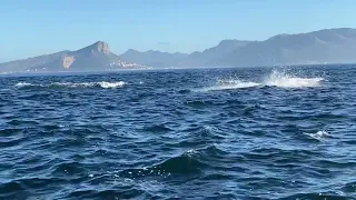 Killer whales in False Bay, South Africa, 28. May 2023