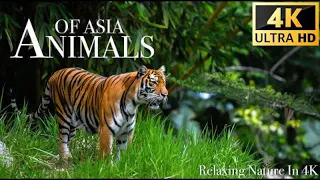 Animals of Asia 4K - Scenic Wildlife Film With Calming Music - 4K Video ULTRA HD