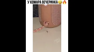 Пьяный комар танцует под музыку!🤣🤣🤣🤣The drunk mosquito is dancing to the music!