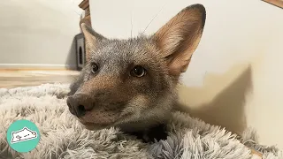 Two Baby Foxes Play With Puppies And Cuddle With Cats | Cuddle Buddies