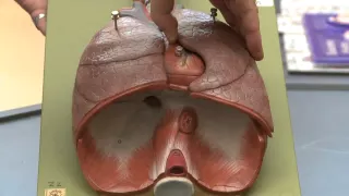 Lung Model