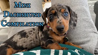 Mini Dachshund Compilation