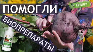 Гигантская свекла и морковь на пришкольном участке! Новости проекта «Жизненки».