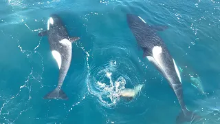 Orca Killer Whale Hunt Sea Lion FULL