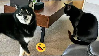 Funniest Dogs And Cats Videos 😅 - Best Funny Animals Videos 2023😇 #7