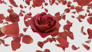 Rose flowers relaxing soft music, piano music,#short