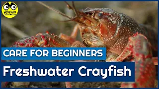 Freshwater Crayfish Care - Beginners Guide