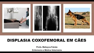 4ª Aula Radiologia Veterinária - Displasia coxofemoral em cães