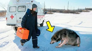 Sad Wolf Runs To A Village And Begs A Nurse To Save An Old Man. You Won'T Believe What She Did Next