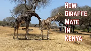 A video showing how a giraffe mate in Kenya - Bamburi