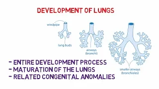 Development of lungs- EASY NOTES ANATOMY