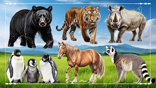 Baby farm animal moments: Bear, Tiger, Rhinoceros, Lemur, Horse & Penguin - Animal Moments
