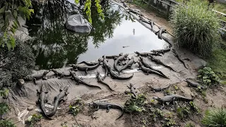 Woman runs retirement home for unwanted pet alligators