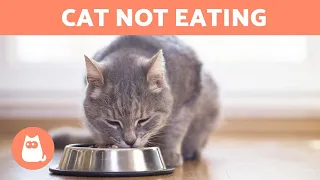 Why Does My CAT EAT VERY LITTLE? 🐱 (5 Reasons)