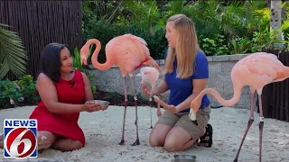 Flamingo experience at Discovery Cove