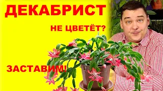 Декабрист (шлюмбергера) не цветет? Заставим! [Коротко и ясно]