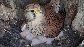 Kestrel Chicks All Alone After Mum Disappears | Mr & Mrs Kes | Robert E Fuller