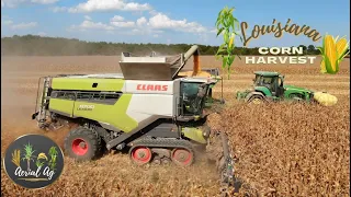 Louisiana Corn Harvest with a Claas Lexion 8700  4K