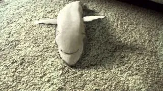 Shark playing dead Supercute