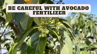 Growing Avocado Trees - Be Careful with the Fertilizer!