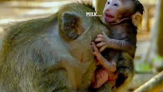 Milk... Milk.. Poor little baby monkey crying tantrum angry mum not nursing