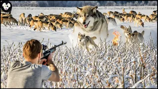 Incredible ! Millions Of Wolf, Wild Boars Invading Farms Are Destroyed By Russian Farmers