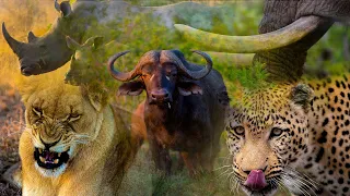 Top 5 Most Dangerous Animals in Africa: The Big Five 4K