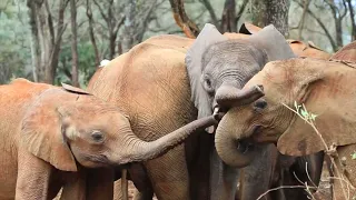 Rescue of Orphaned Elephant Oldepe | Sheldrick Trust