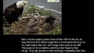 The Seven Principles of an Eagle