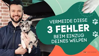 Dein Welpe zieht ein - Vermeide diese 3 FEHLER!